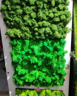 plants