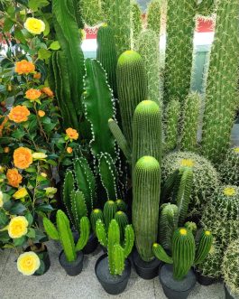 plants